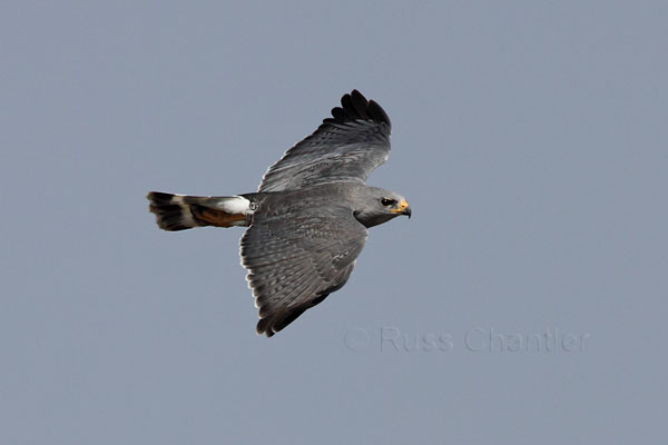 Gray Hawk © Russ Chantler